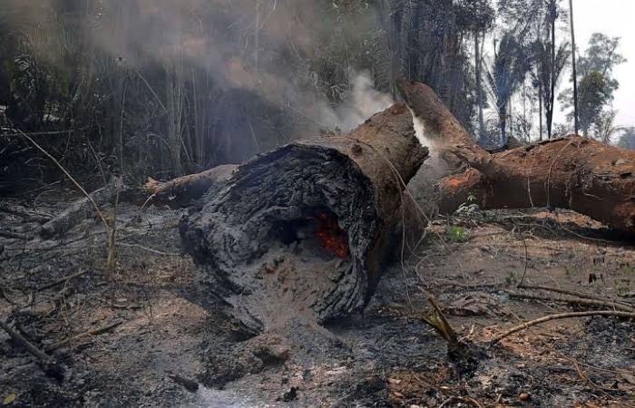 क़ानून लाते हैं कार्बन उत्सर्जन में कमी: शोध