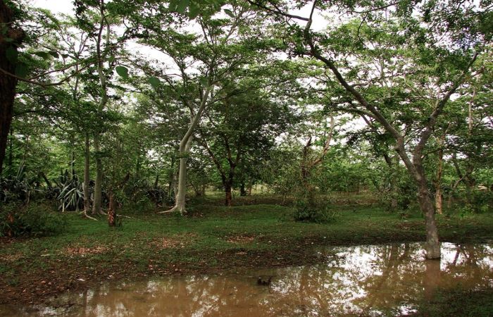 संरक्षित वनों को खनन के लिये खोलने की तैयारी