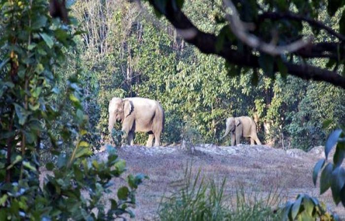 कोरबा में कोयला खनन के लिये वन भूमि का अधिग्रहण करेगी सरकार