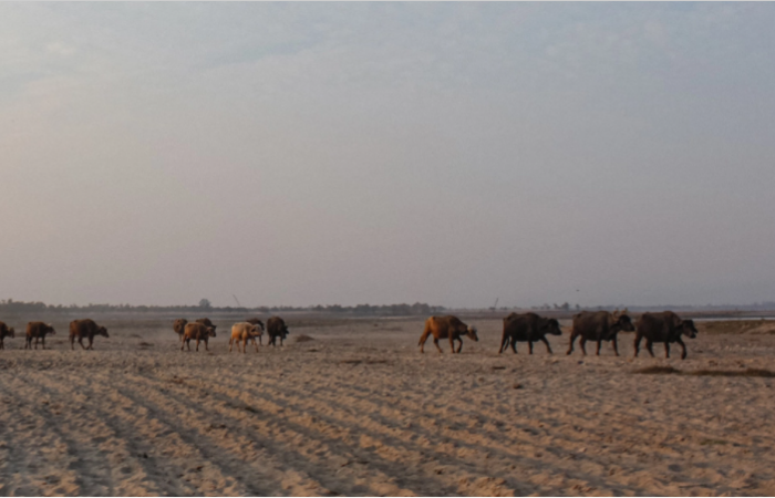 अपने घर में ही दर-बदर हो गए उत्तराखंड के वन गुर्जर