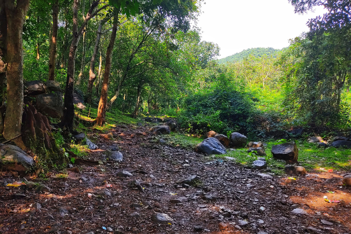 केंद्र ने कोयला ब्लॉक, विकास परियोजनाओं के लिए बदले वनीकरण नियम